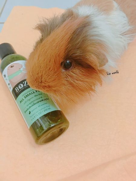 |寵物沐浴乳開箱文|泰國Bozzi全天然草本小動物洗毛精-兔兔鼠鼠