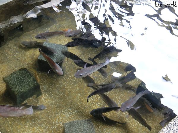 【宜蘭旅遊】重口味溫泉魚-它不是最便宜，但是給牠們吃過一次永生難忘