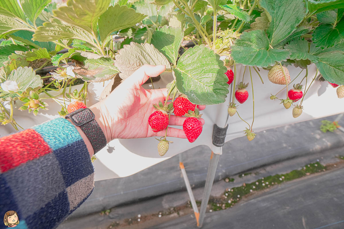 苗栗大湖採草莓推薦，大湖草莓季節推薦來這間採草莓-2023年全新草莓園-赤坡高架草莓園