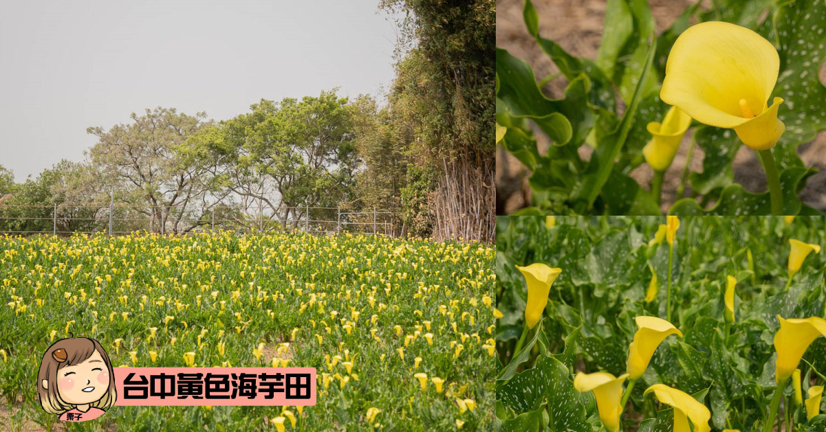 台中黃色海芋田景點分享-外埔黃色海芋田開放參觀資訊，台中海芋景點推薦。