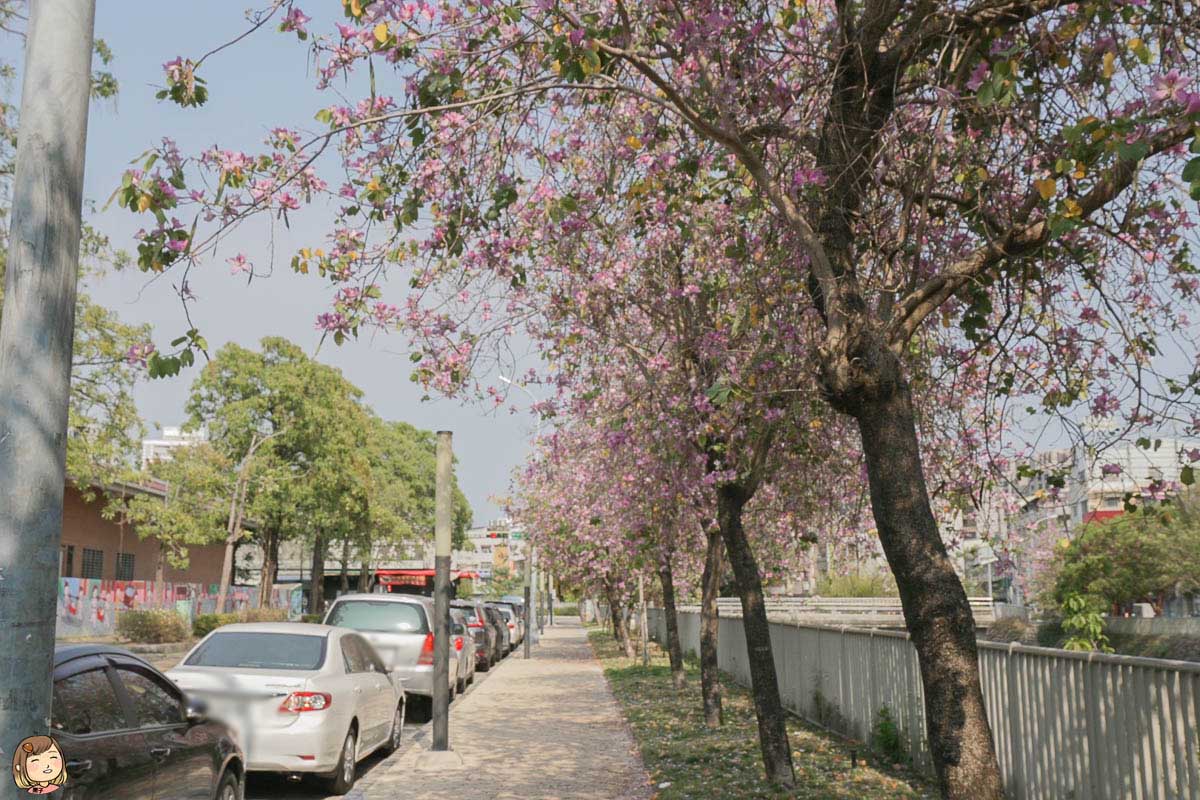 台中免費賞花景點，猶如4月櫻花季，在市區就能看到美麗的羊蹄甲樹，羊蹄甲賞花期間。