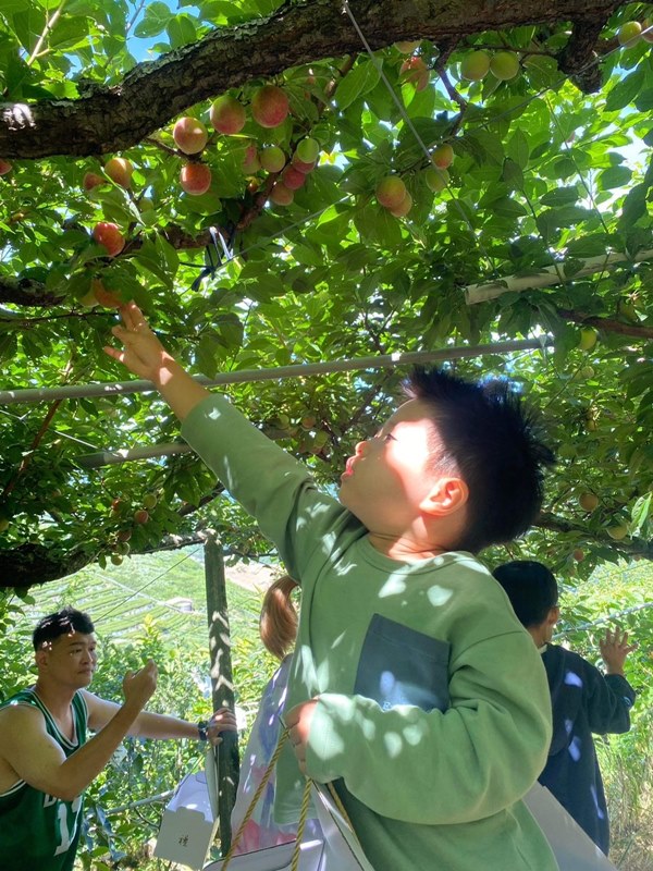 預約制～台中觀光果園推薦『梨山金銀谷農園』採果期長達8個月，12種不同水果可摘，體驗採果樂趣。