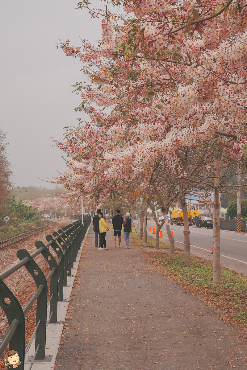 彰化花旗木景點，夏季櫻花每年3~4月賞花旗木，粉嫩鐵道拍攝熱門景點。
