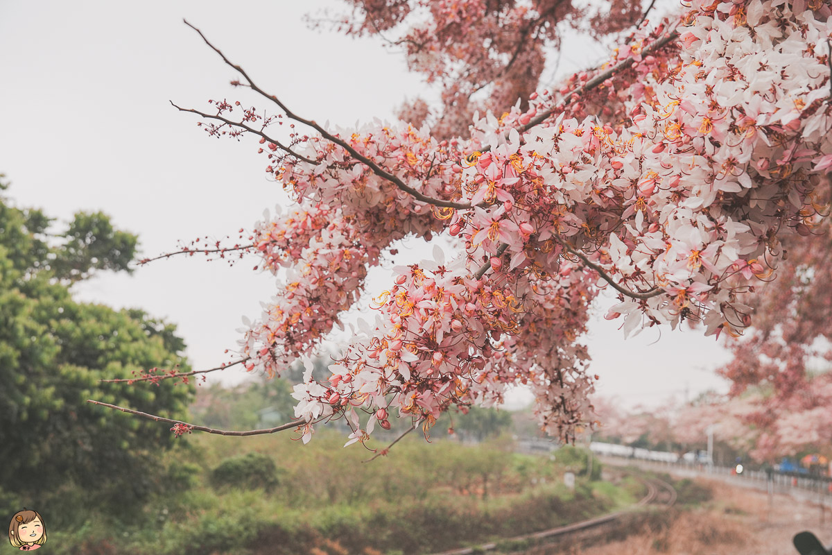彰化花旗木景點，夏季櫻花每年3~4月賞花旗木，粉嫩鐵道拍攝熱門景點。