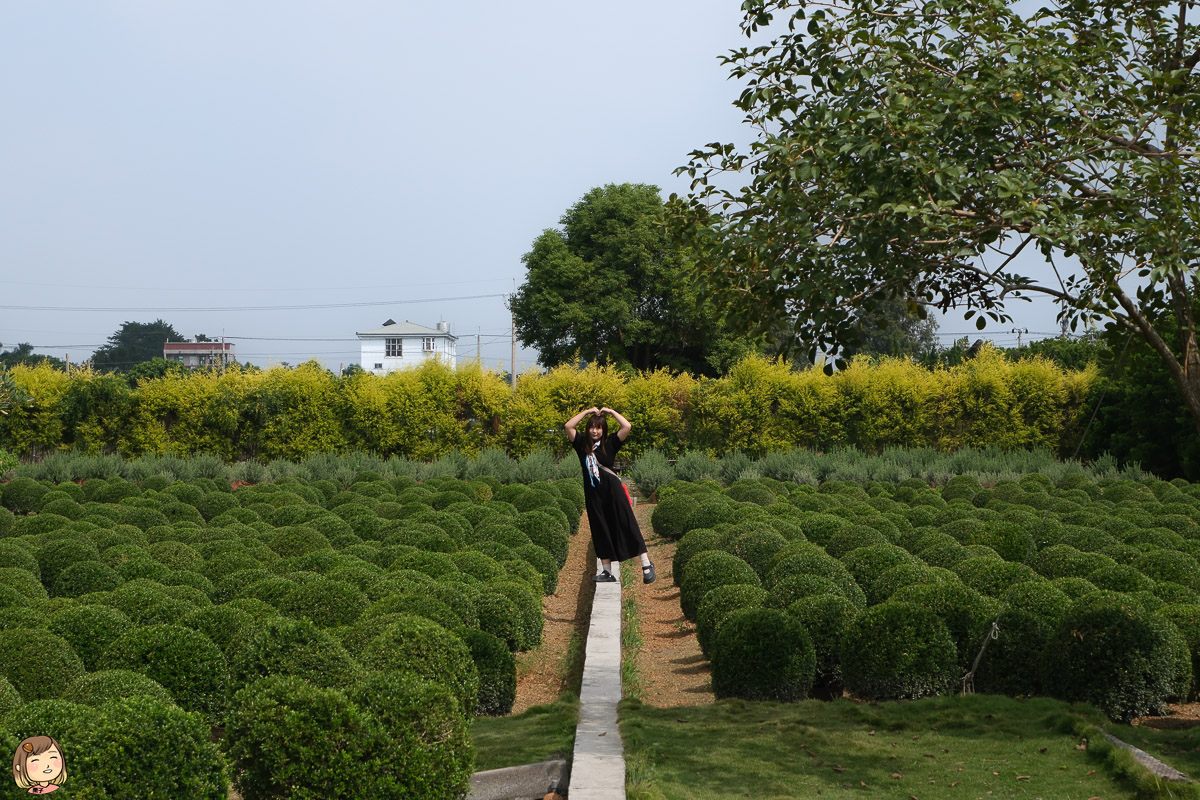 彰化縣田尾波波草，圓滾滾的療癒系植物，拍照輕旅行。