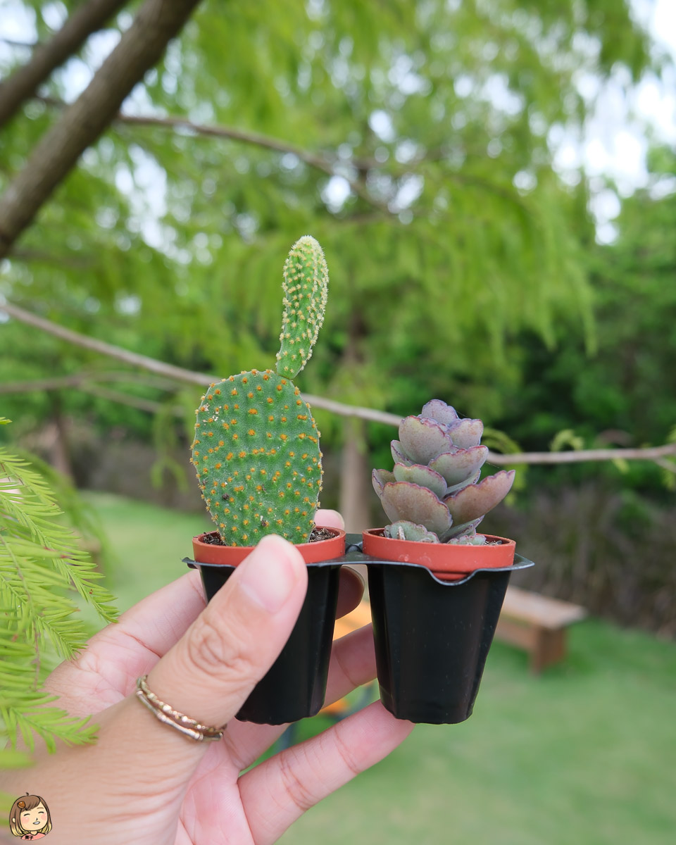 彰化縣田尾波波草，圓滾滾的療癒系植物，拍照輕旅行。