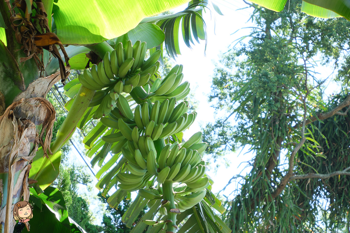 南投集集必訪！jijibanana集元果觀光工廠，探索香蕉王國的秘密，南投集集香蕉專家