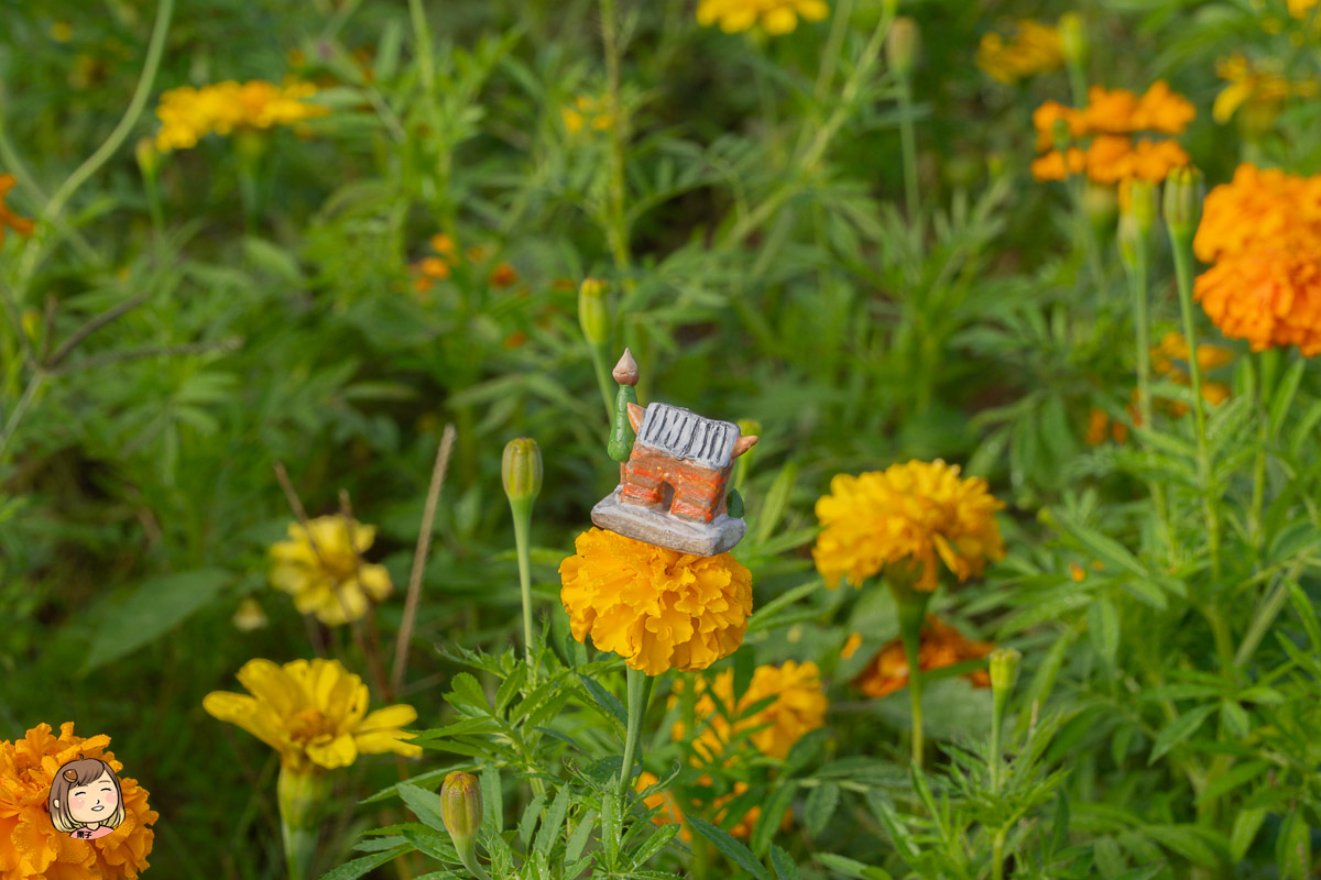 苗栗銅鑼杭菊季！跟著我一起賞花去！