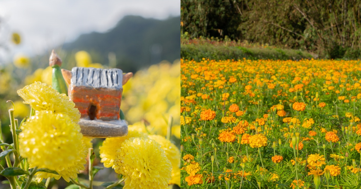 苗栗銅鑼杭菊季！跟著我一起賞花去！