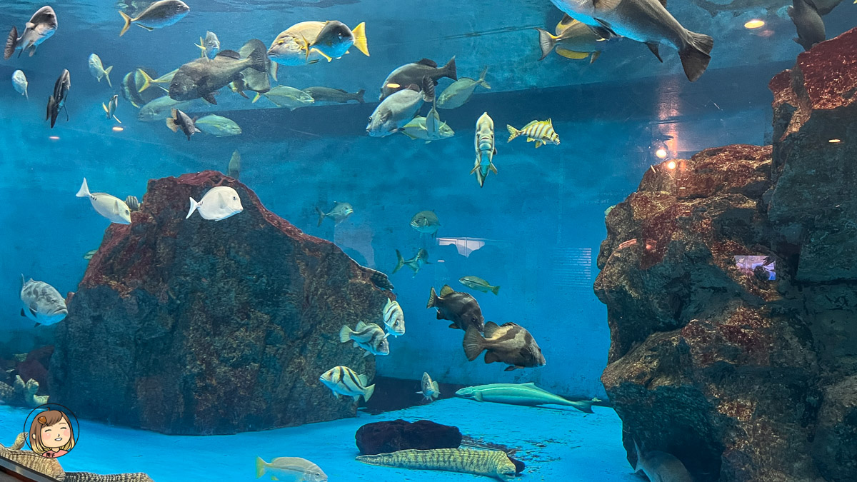 麗星郵輪探索星號-日本長崎上岸遊-長崎企鵝水族館