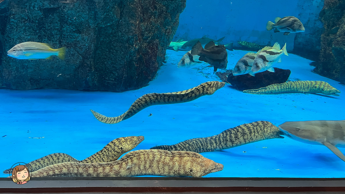 麗星郵輪探索星號-日本長崎上岸遊-長崎企鵝水族館
