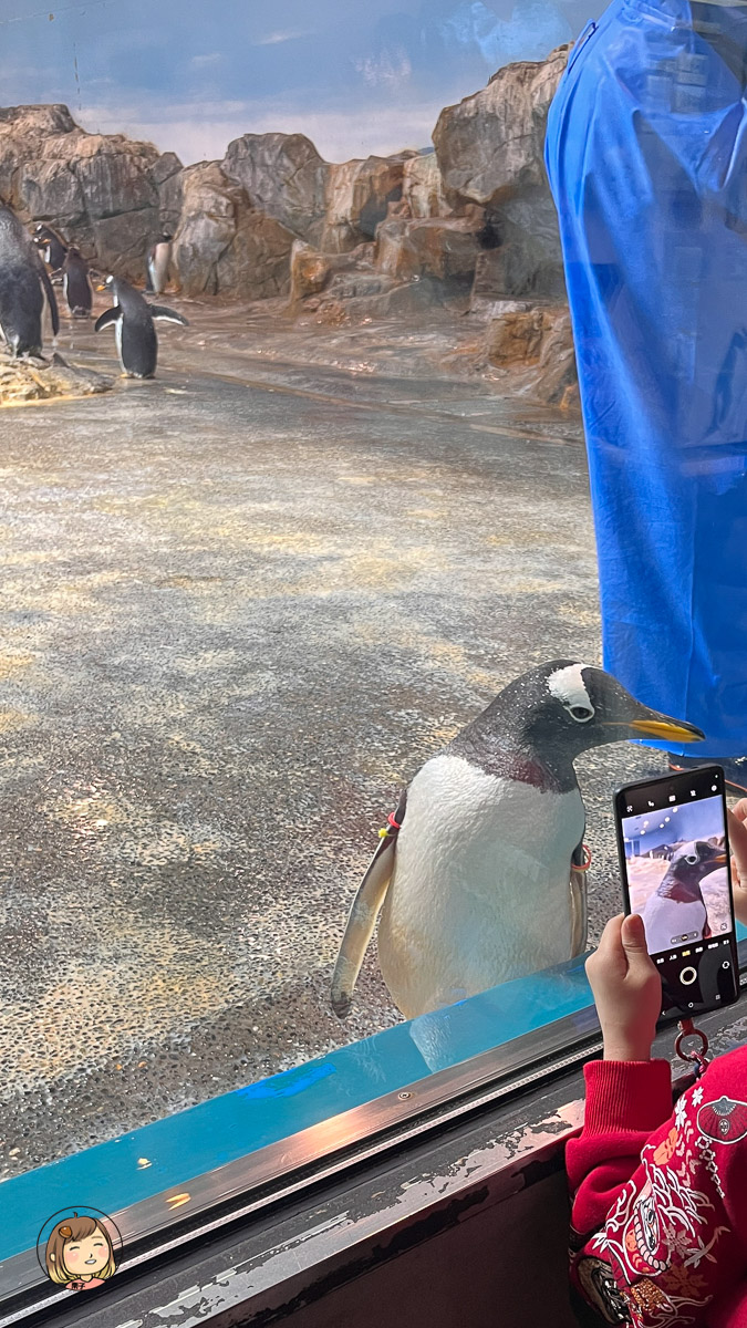 麗星郵輪探索星號-日本長崎上岸遊-長崎企鵝水族館