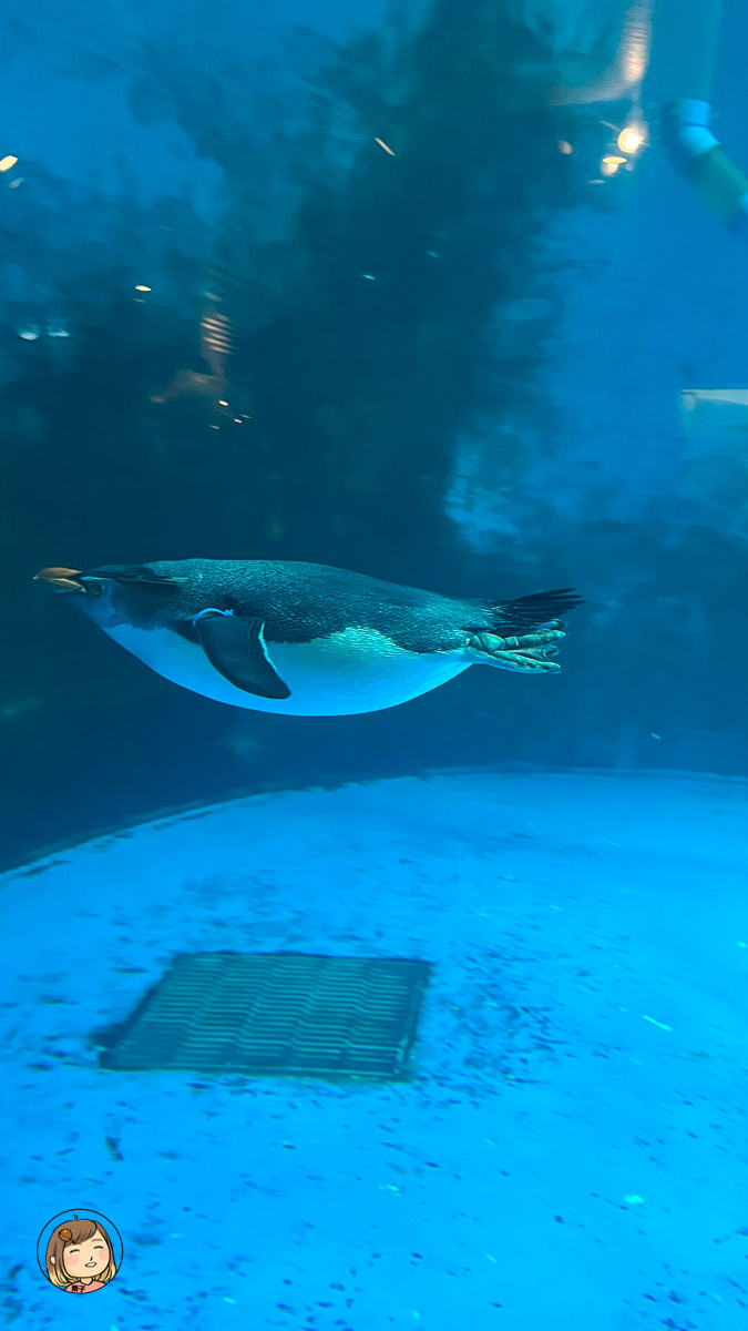 麗星郵輪探索星號-日本長崎上岸遊-長崎企鵝水族館