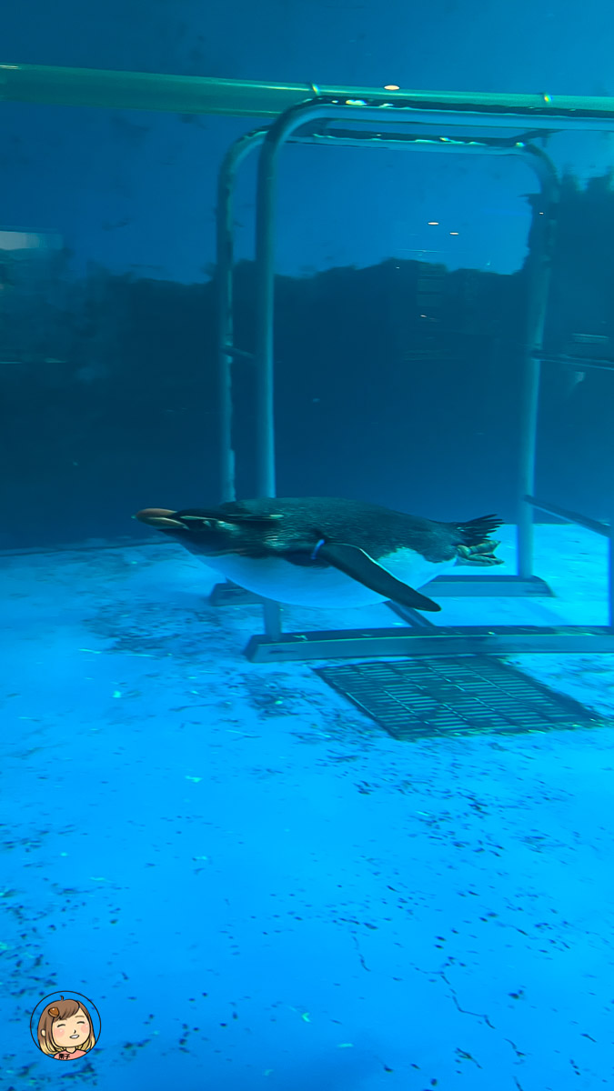 麗星郵輪探索星號-日本長崎上岸遊-長崎企鵝水族館