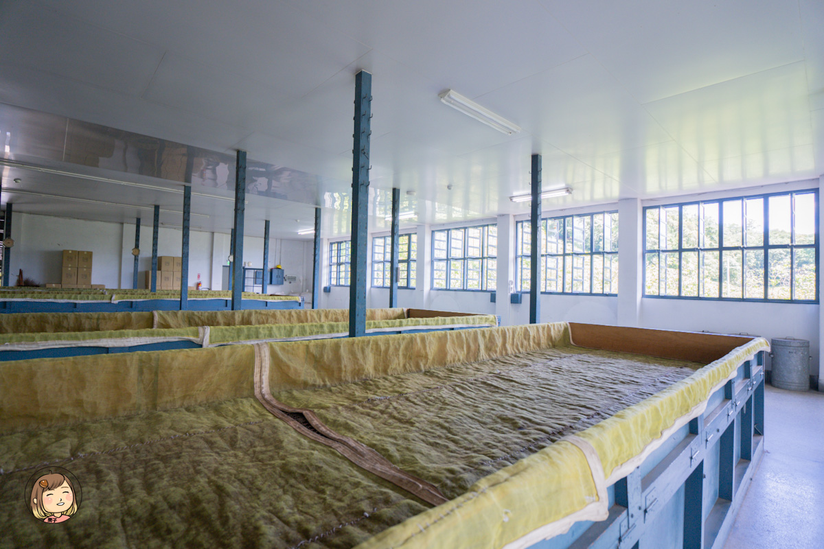 日月老茶廠｜南投必訪觀光工廠，免費參觀品茶、感受百年紅茶香氣