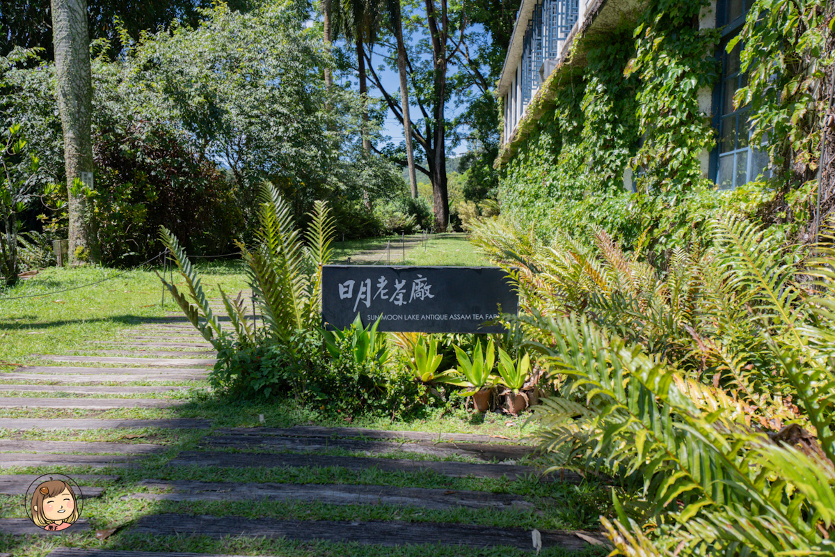 日月老茶廠｜南投必訪觀光工廠，免費參觀品茶、感受百年紅茶香氣