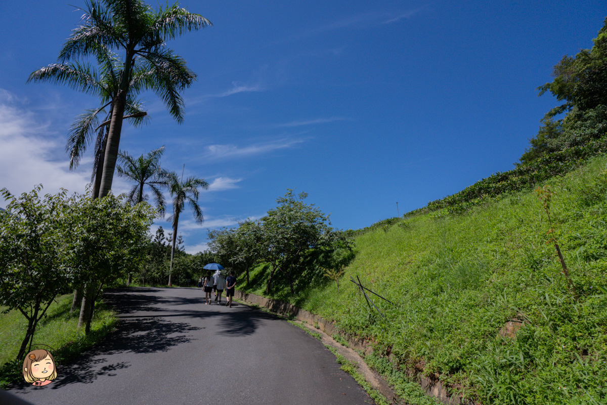 日月老茶廠｜南投必訪觀光工廠，免費參觀品茶、感受百年紅茶香氣