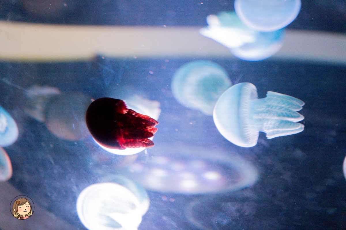 台中海線一日遊｜海洋館、農村體驗、在地美食，親子同樂行程推薦