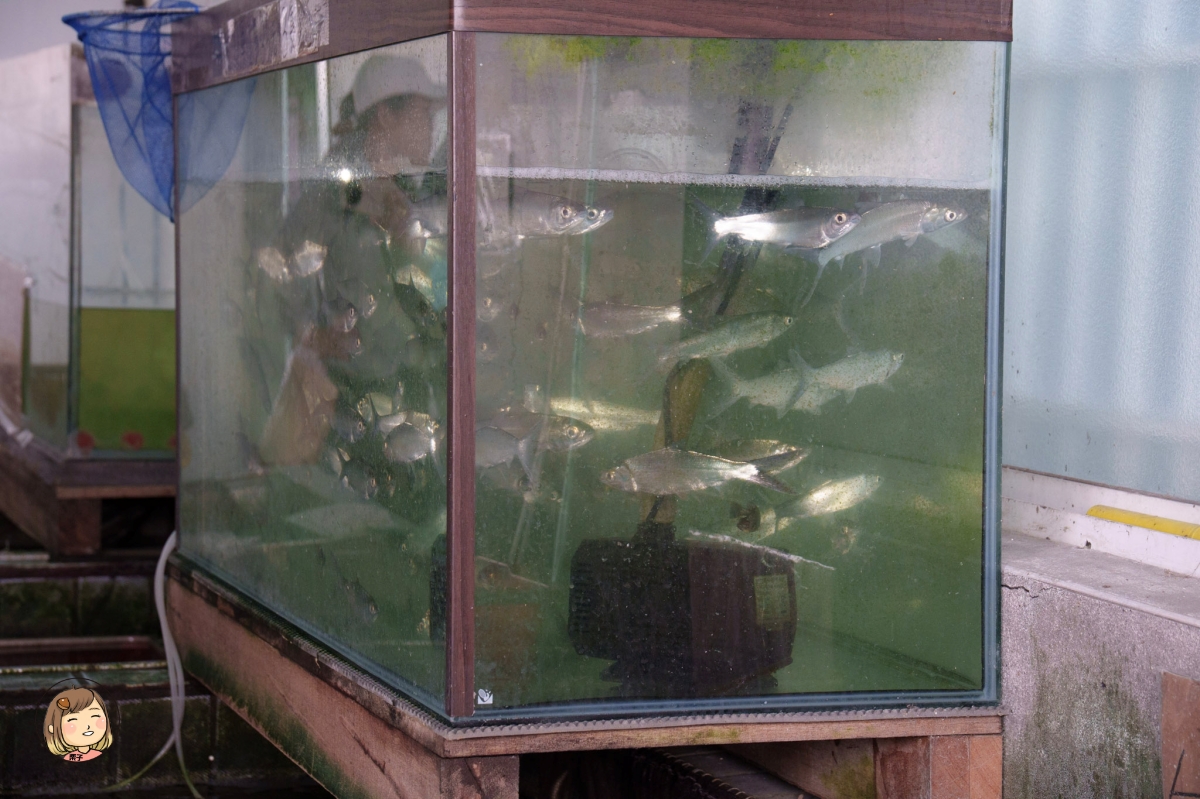 雲林金湖蚵貝藝術村|從海產蛋白區到藝術與環保的美麗結合(雲林景點/口湖一日輕旅行) 雲林金湖蚵貝藝術村|從海產蛋白區到藝術與環保的美麗結合(雲林景點/口湖一日輕旅行)