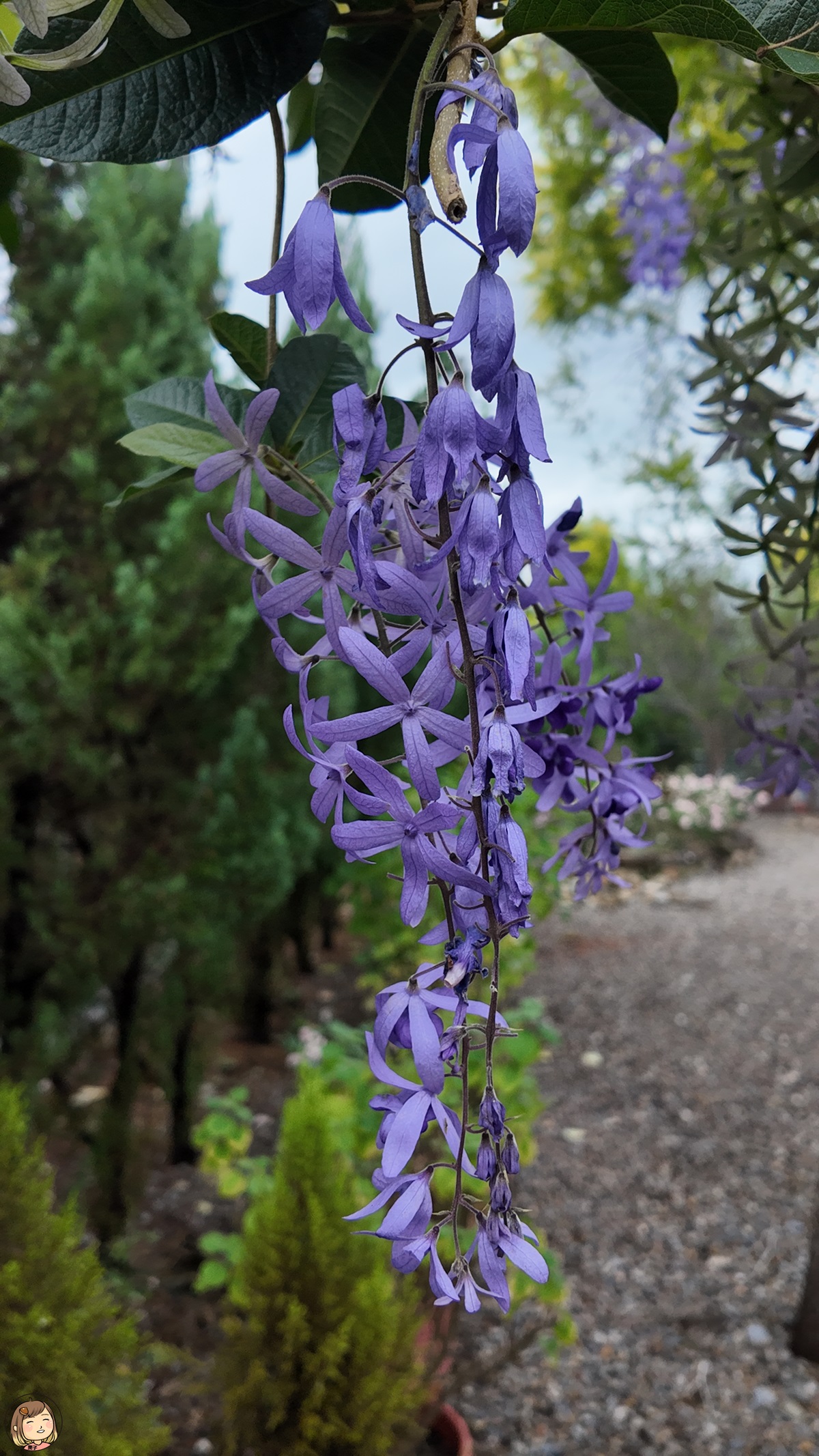 【南投美食】埔里超隱密「菓菓烘焙」：藏在田野間的秒殺貝果，沒預約真的吃不到！